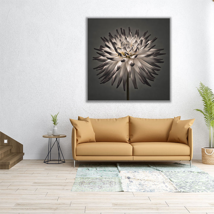 24x24 canvas dahlia flower close-up print