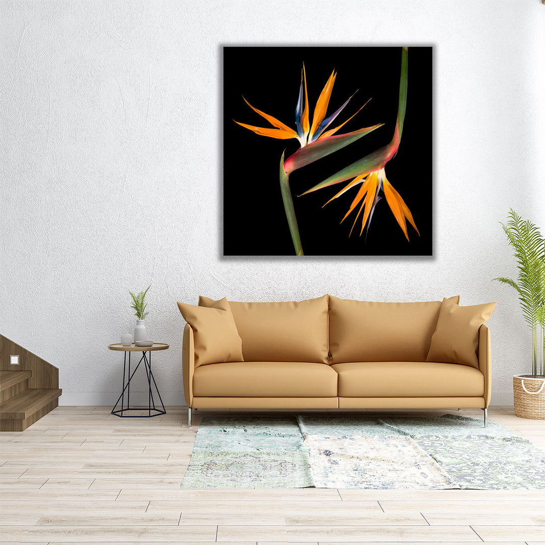 Two Heliconias - Canvas Print Wall Art
