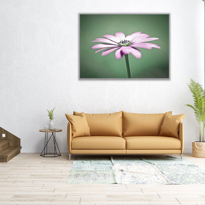 African Daisy 1 - Canvas Print Wall Art