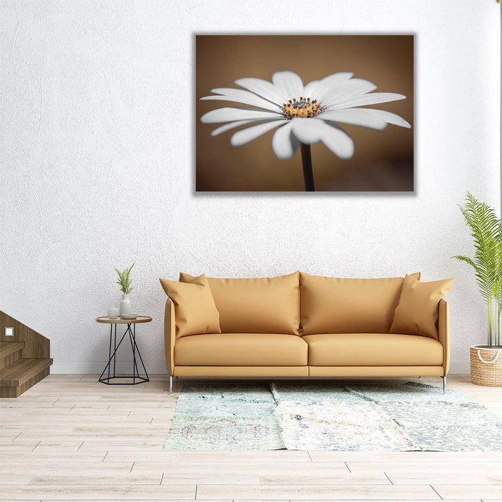 African Daisy 2 - Canvas Print Wall Art