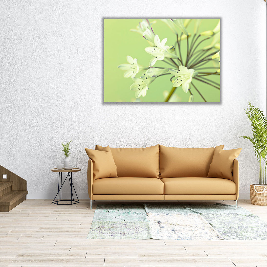 African Lily 1 - Canvas Print Wall Art