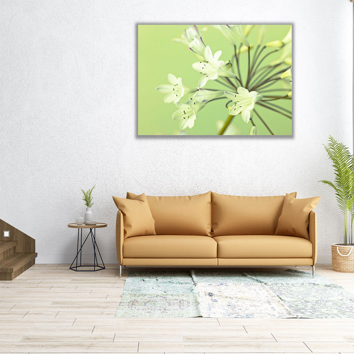 African Lily 1 - Canvas Print Wall Art