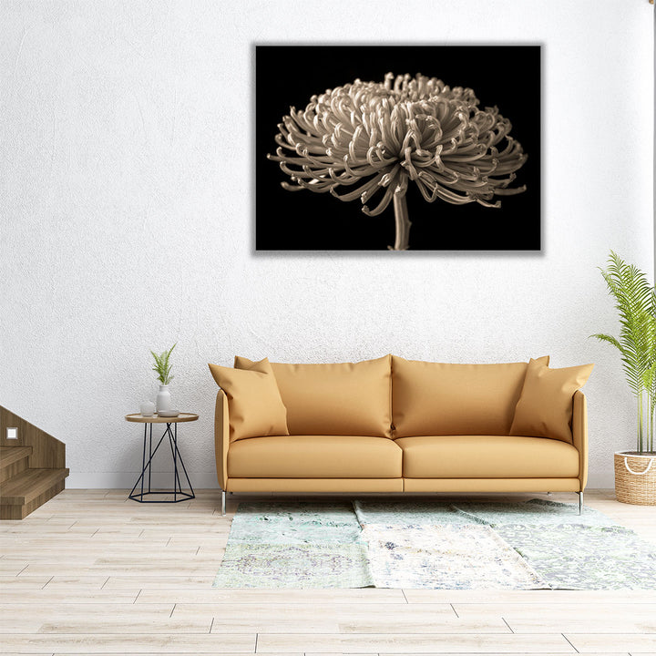 Chrysanthemum Flower - Canvas Print Wall Art