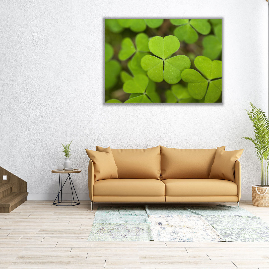 Close-up Of Lucky Clover - Canvas Print Wall Art