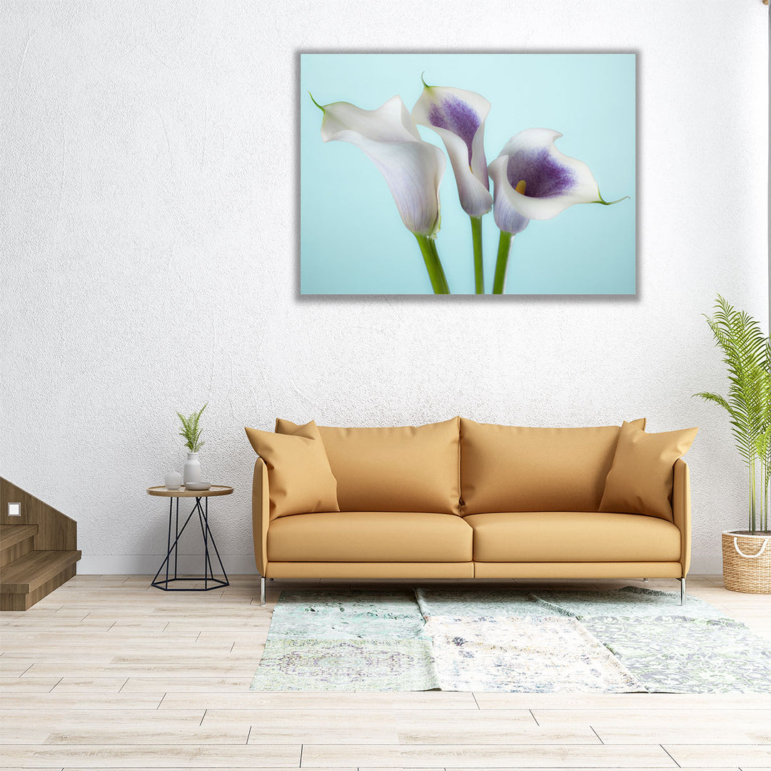 Close-up Of Three White Calla Lilies 1 - Canvas Print Wall Art