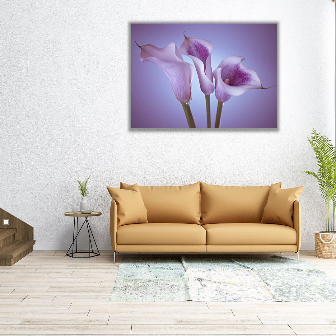 Close-up Of Three White Calla Lilies 2 - Canvas Print Wall Art