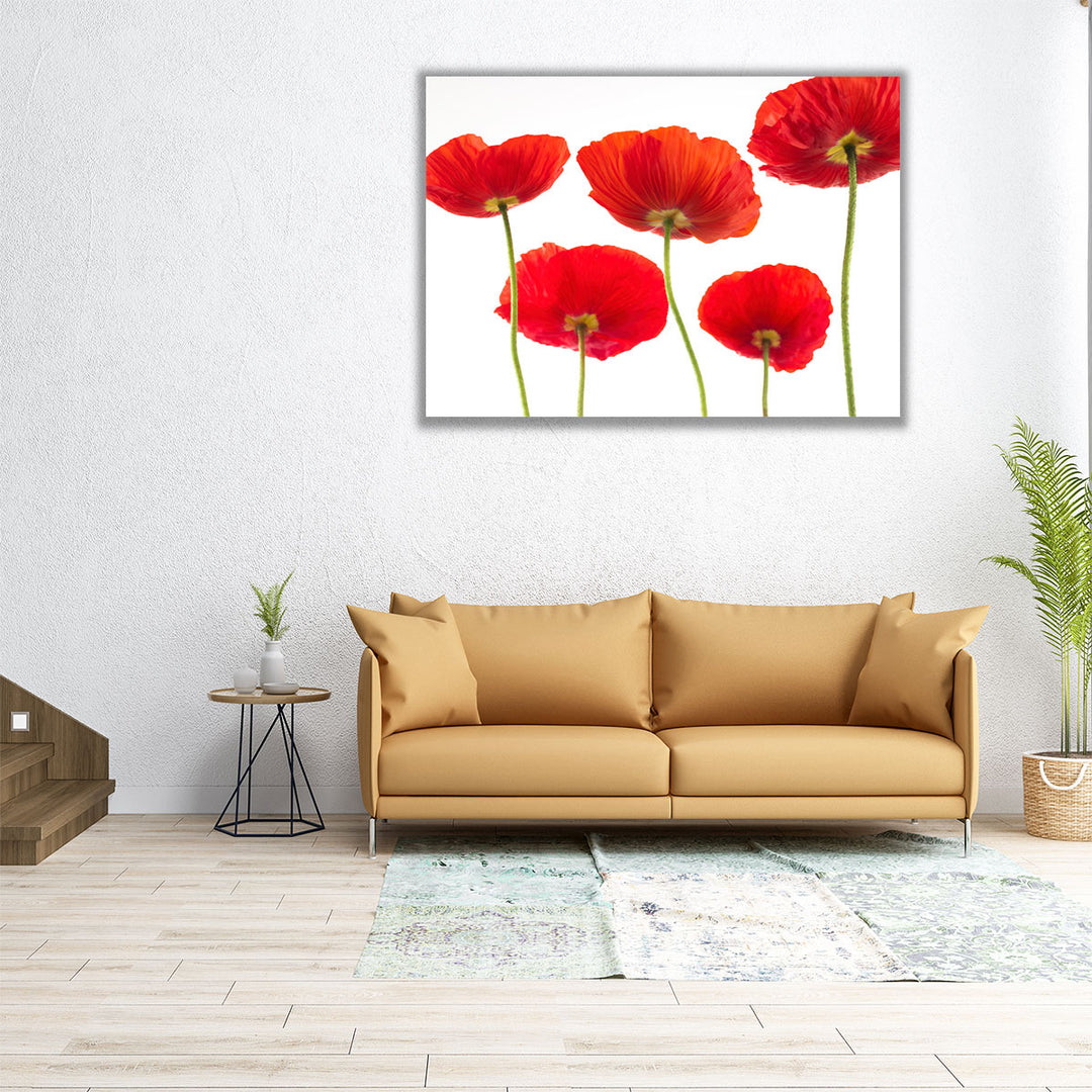 Five Poppies - Canvas Print Wall Art