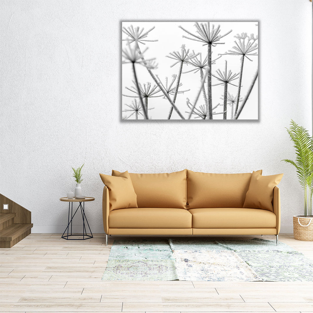 Frosty Cow Parsley - Canvas Print Wall Art