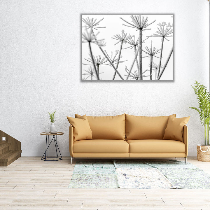 Frosty Cow Parsley - Canvas Print Wall Art
