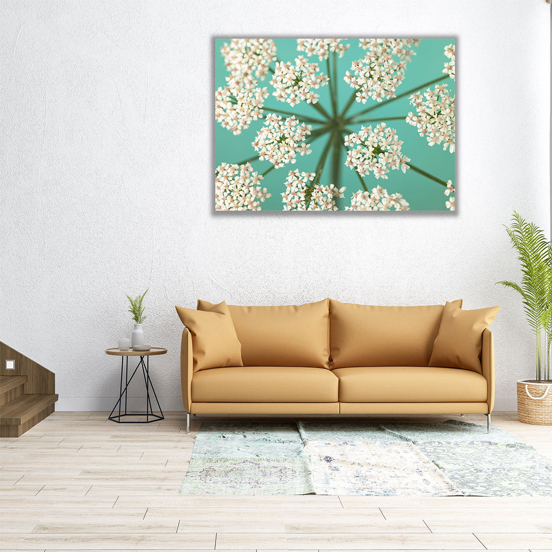 Cow Parsley Close-up 1 - Canvas Print Wall Art