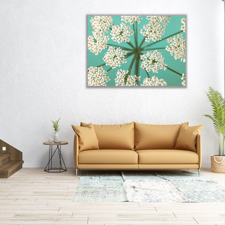 Cow Parsley Close-up 1 - Canvas Print Wall Art