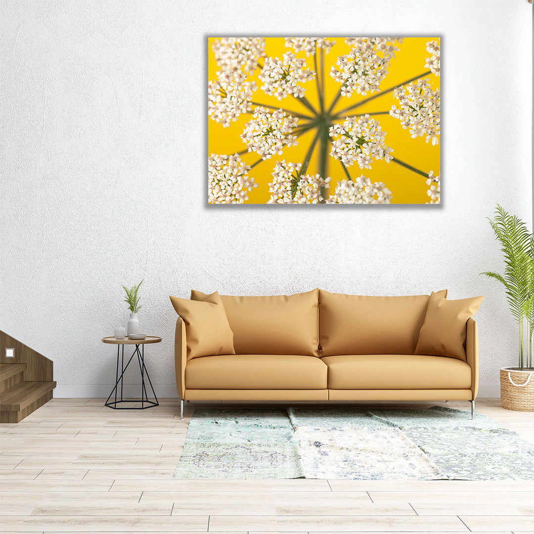 Cow Parsley Close-up 2 - Canvas Print Wall Art