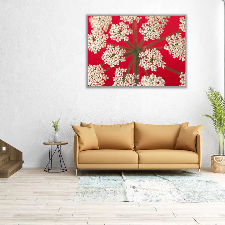 Cow Parsley Close-up 3 - Canvas Print Wall Art