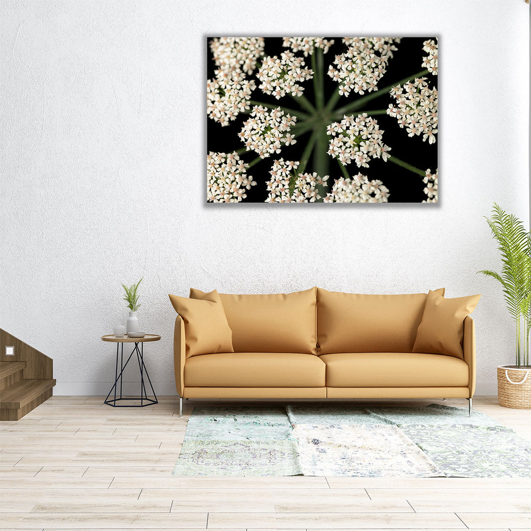 Cow Parsley Close-up 4 - Canvas Print Wall Art