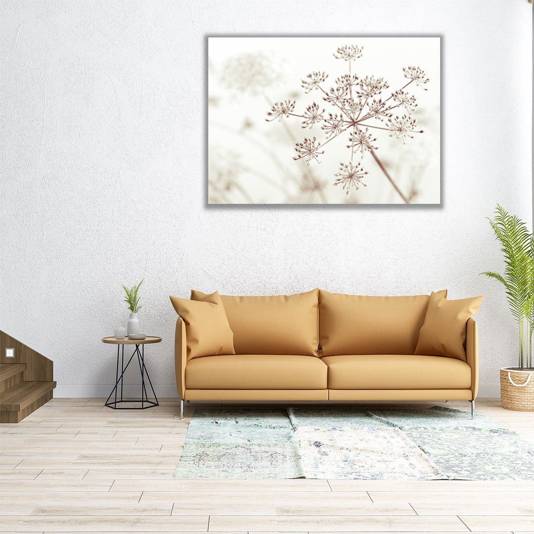 Cow Parsley Flowers 1 - Canvas Print Wall Art