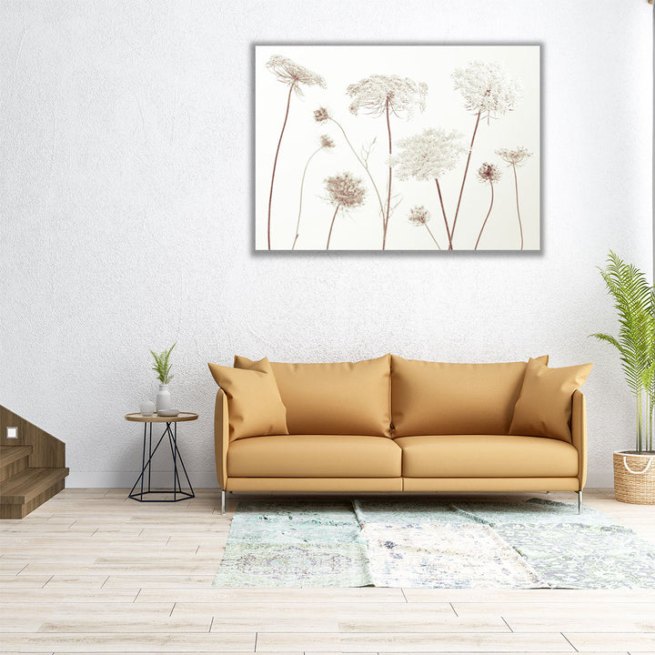 Cow Parsley Flowers On White - Canvas Print Wall Art
