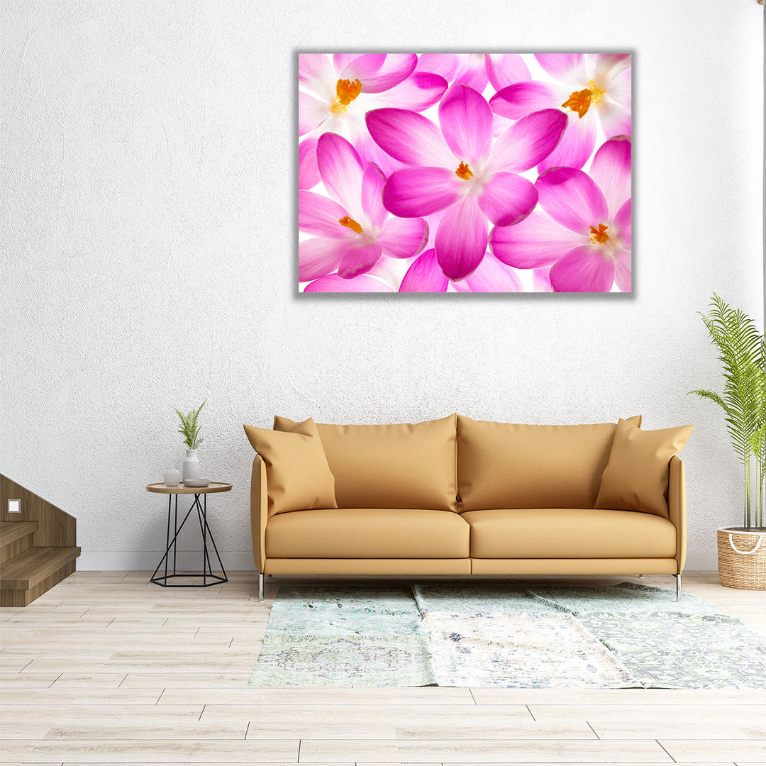 Crocus Flowers - Canvas Print Wall Art