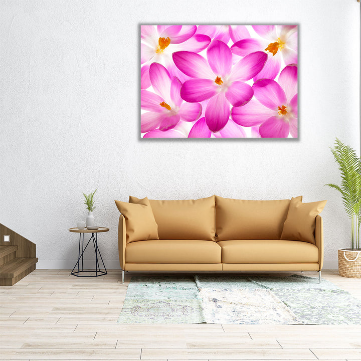 Crocus Flowers - Canvas Print Wall Art