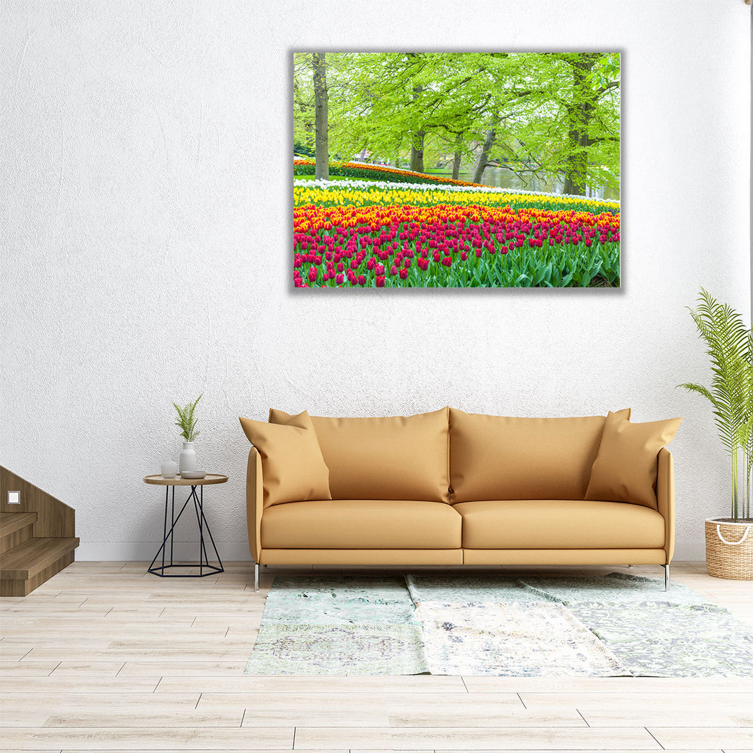 Keukenhof Tulips Garden, Netherlands - Canvas Print Wall Art