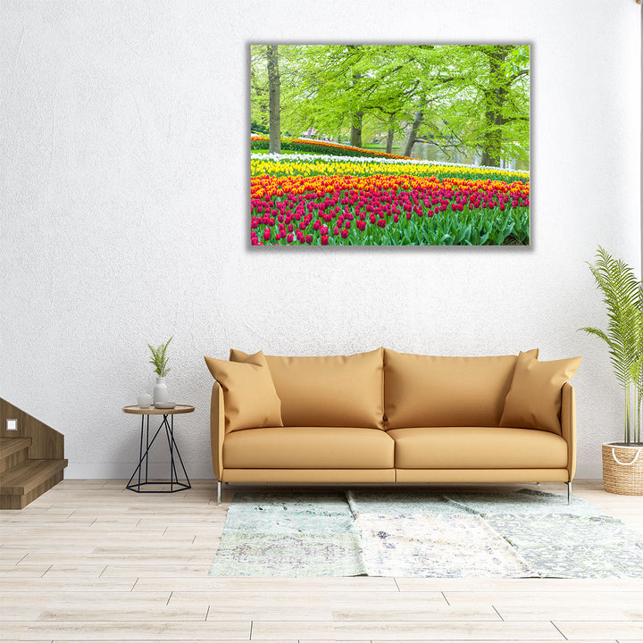 Keukenhof Tulips Garden, Netherlands - Canvas Print Wall Art