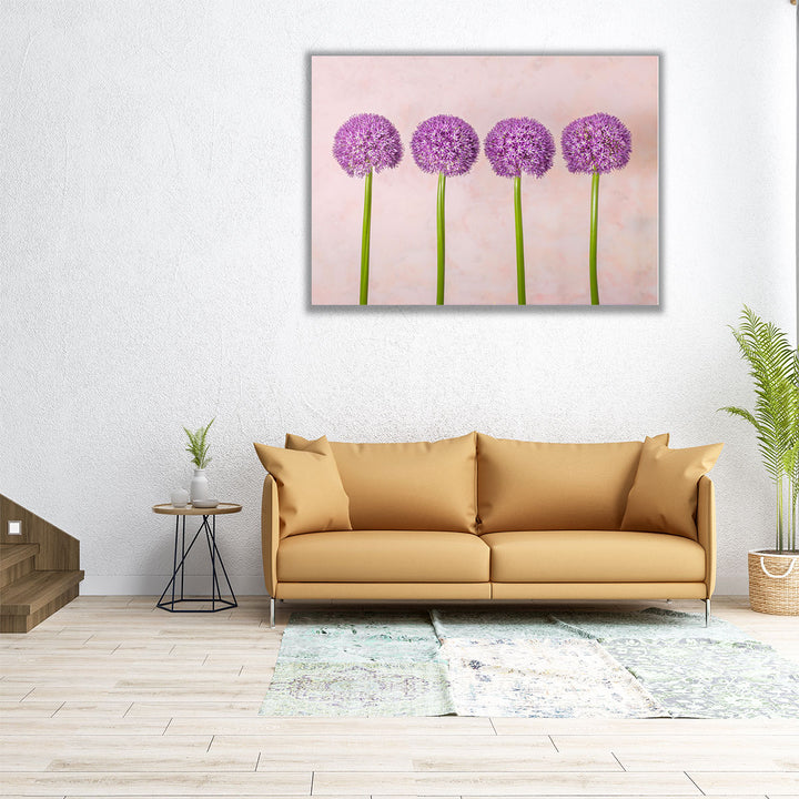 Allium Flowers in a Row - Canvas Print Wall Art