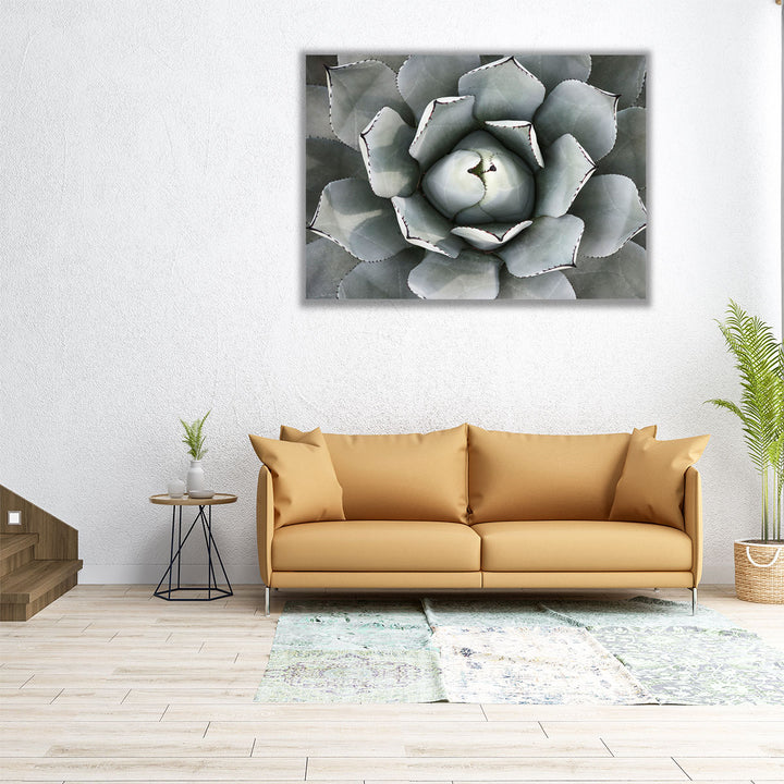 Agave Plant - Canvas Print Wall Art