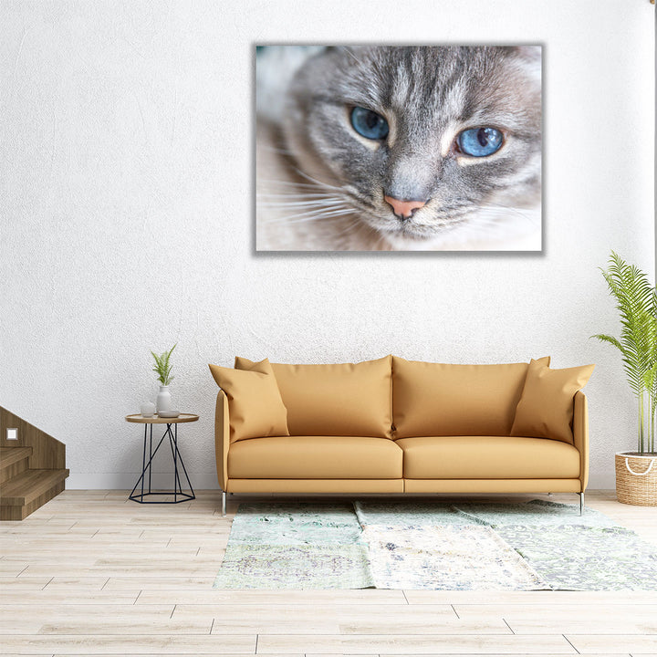 Cat Face Close Up - Canvas Print Wall Art