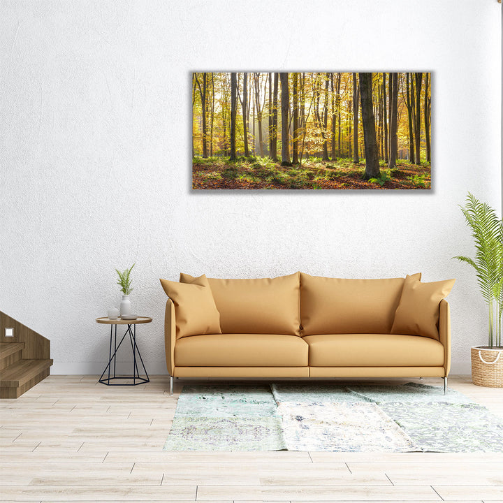 36x18 forest landscape with morning light