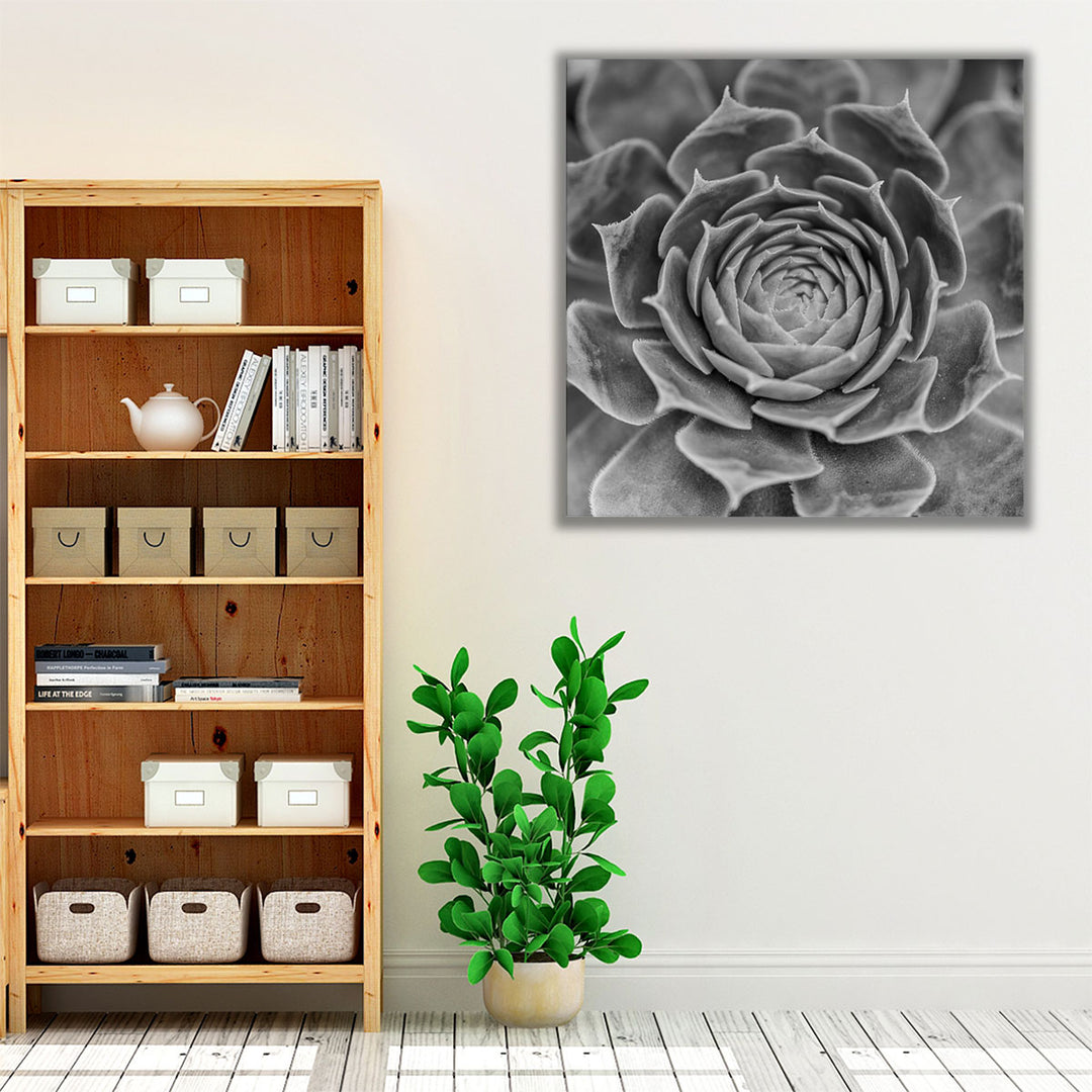 Succulent Plant - Canvas Print Wall Art