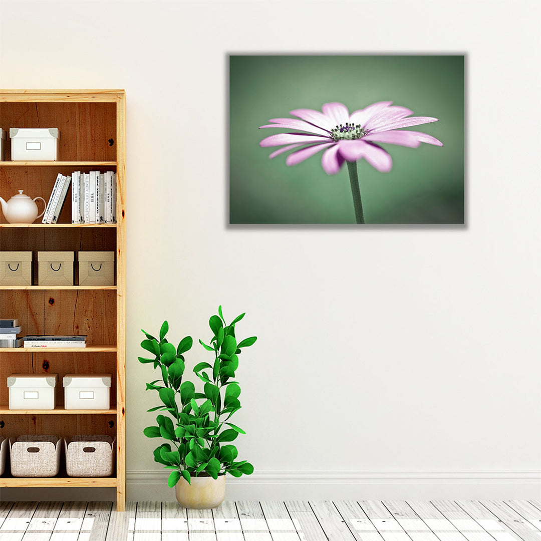 African Daisy 1 - Canvas Print Wall Art