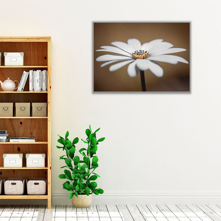 African Daisy 2 - Canvas Print Wall Art