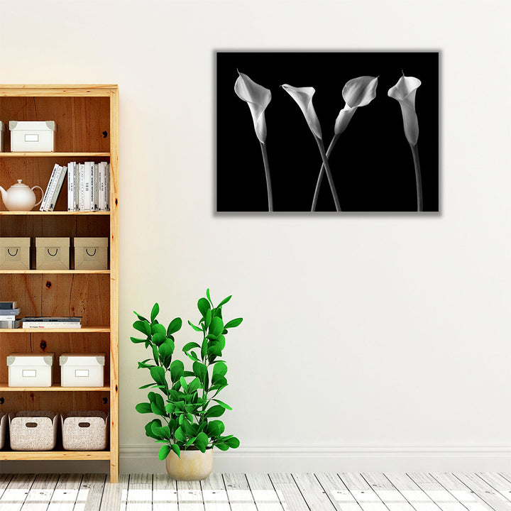 Calla Lilies In A Row Black And White - Canvas Print Wall Art