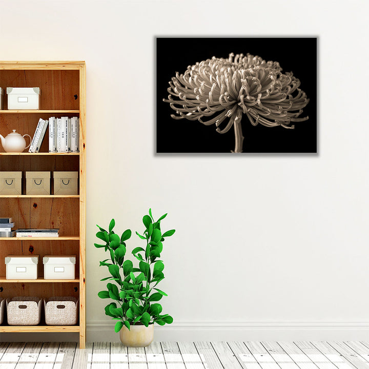 Chrysanthemum Flower - Canvas Print Wall Art