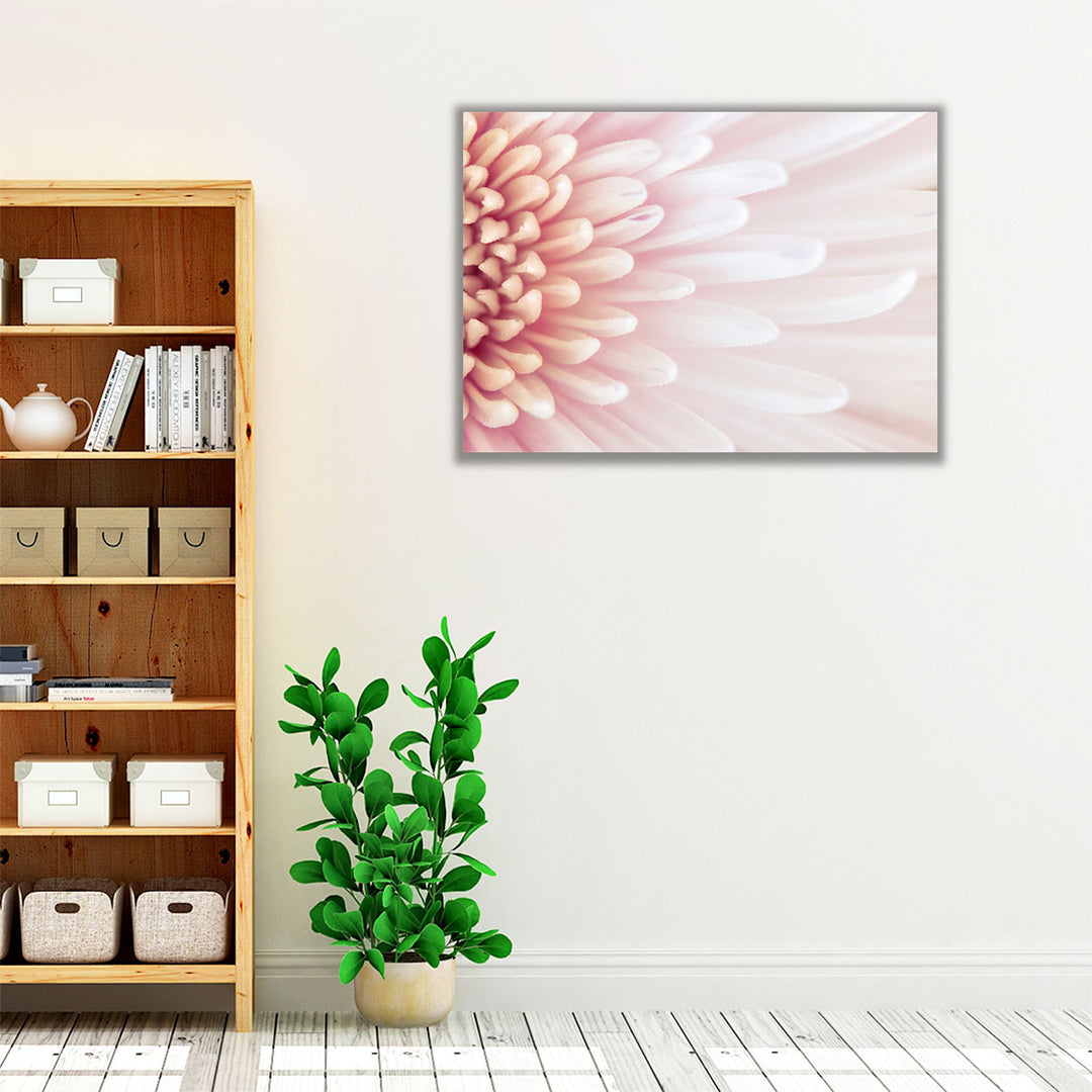 Chrysanthemum Petals - Canvas Print Wall Art