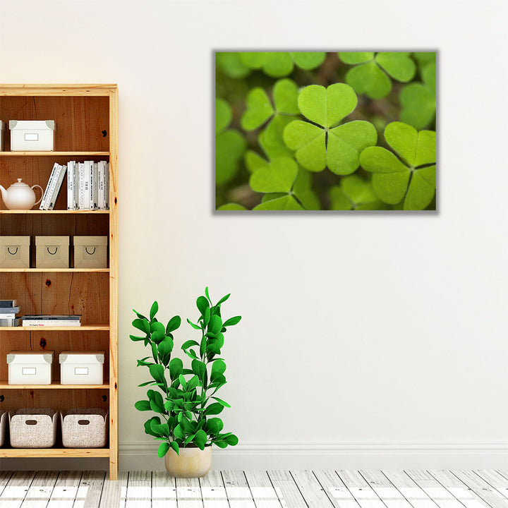 Close-up Of Lucky Clover - Canvas Print Wall Art