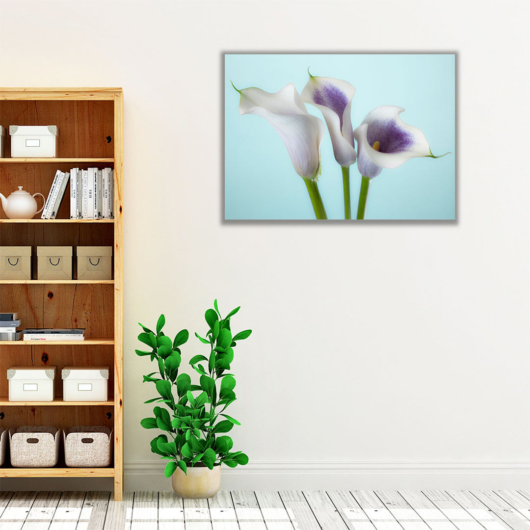 Close-up Of Three White Calla Lilies 1 - Canvas Print Wall Art