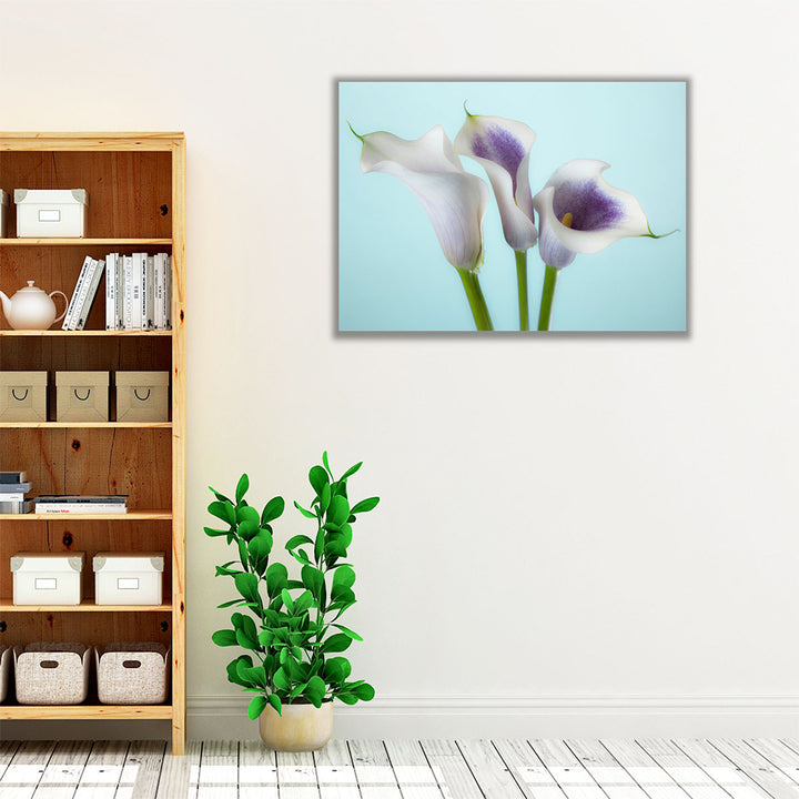Close-up Of Three White Calla Lilies 1 - Canvas Print Wall Art