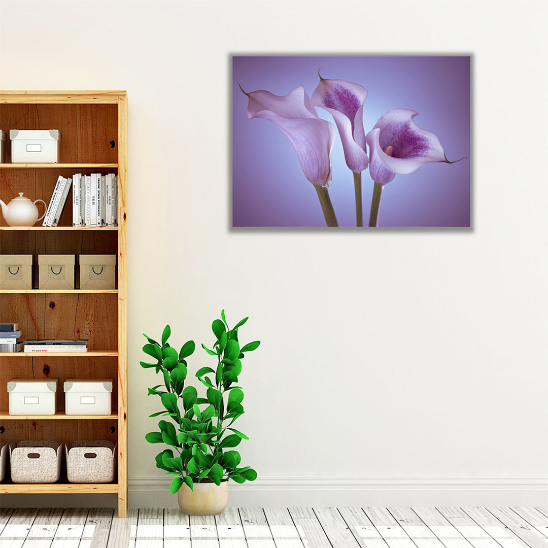 Close-up Of Three White Calla Lilies 2 - Canvas Print Wall Art