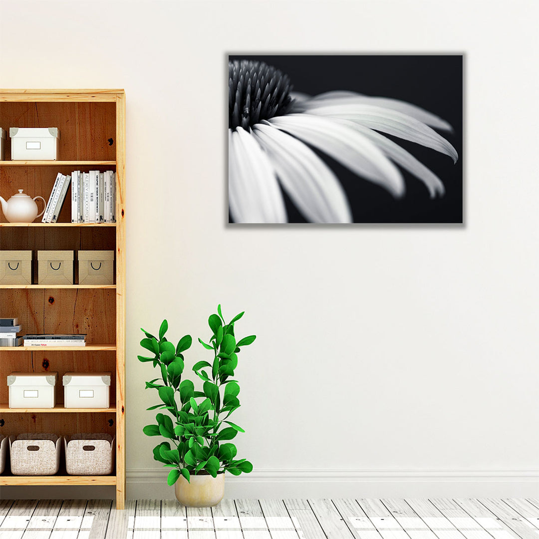 Coneflower Close-up Black and White - Canvas Print Wall Art