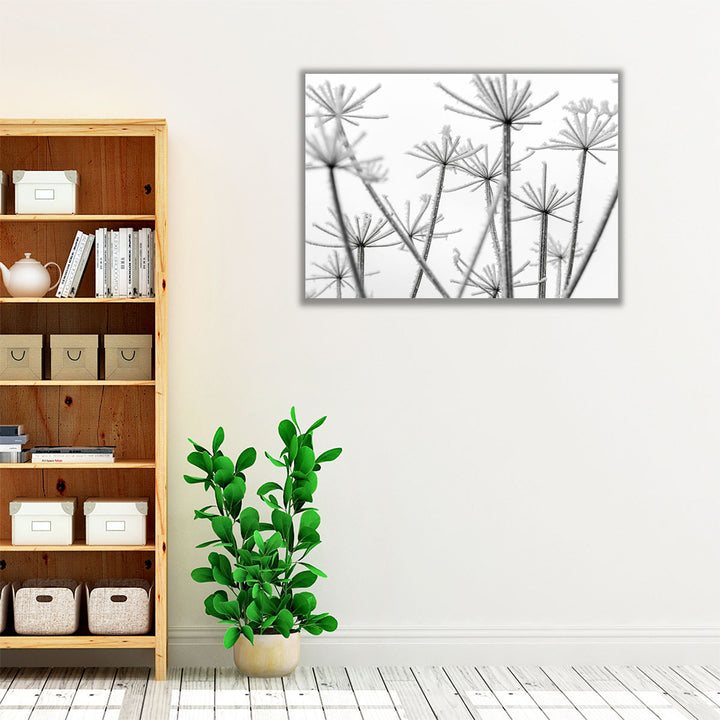 Frosty Cow Parsley - Canvas Print Wall Art