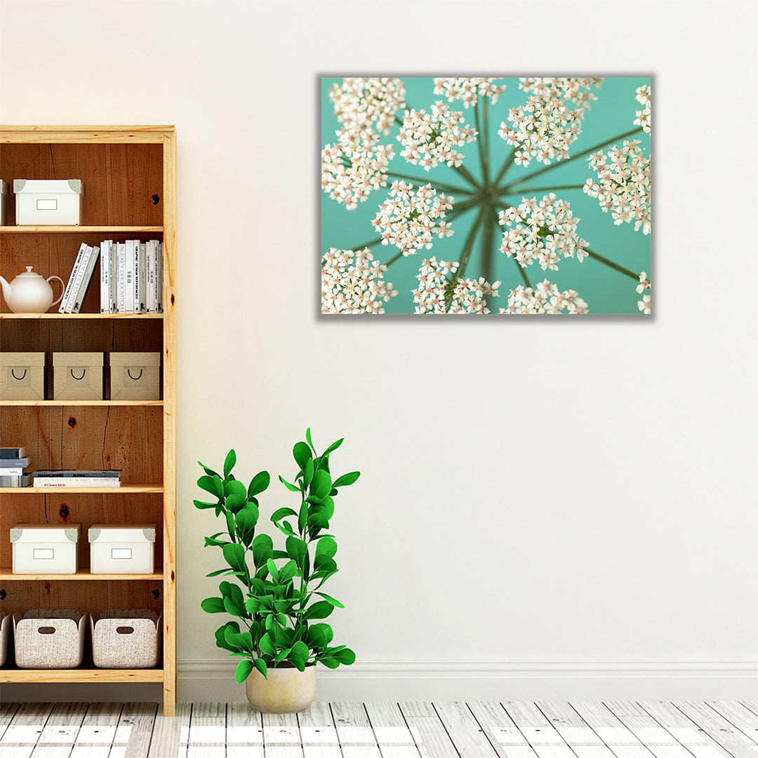 Cow Parsley Close-up 1 - Canvas Print Wall Art