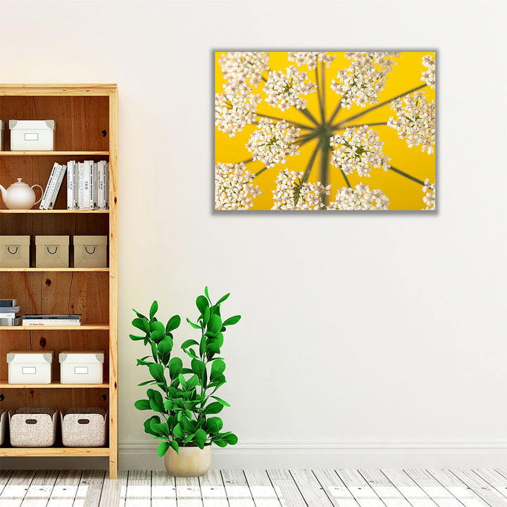 Cow Parsley Close-up 2 - Canvas Print Wall Art