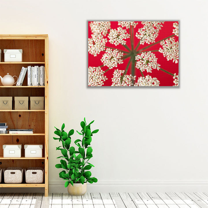 Cow Parsley Close-up 3 - Canvas Print Wall Art