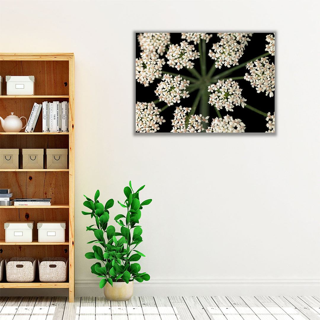 Cow Parsley Close-up 4 - Canvas Print Wall Art