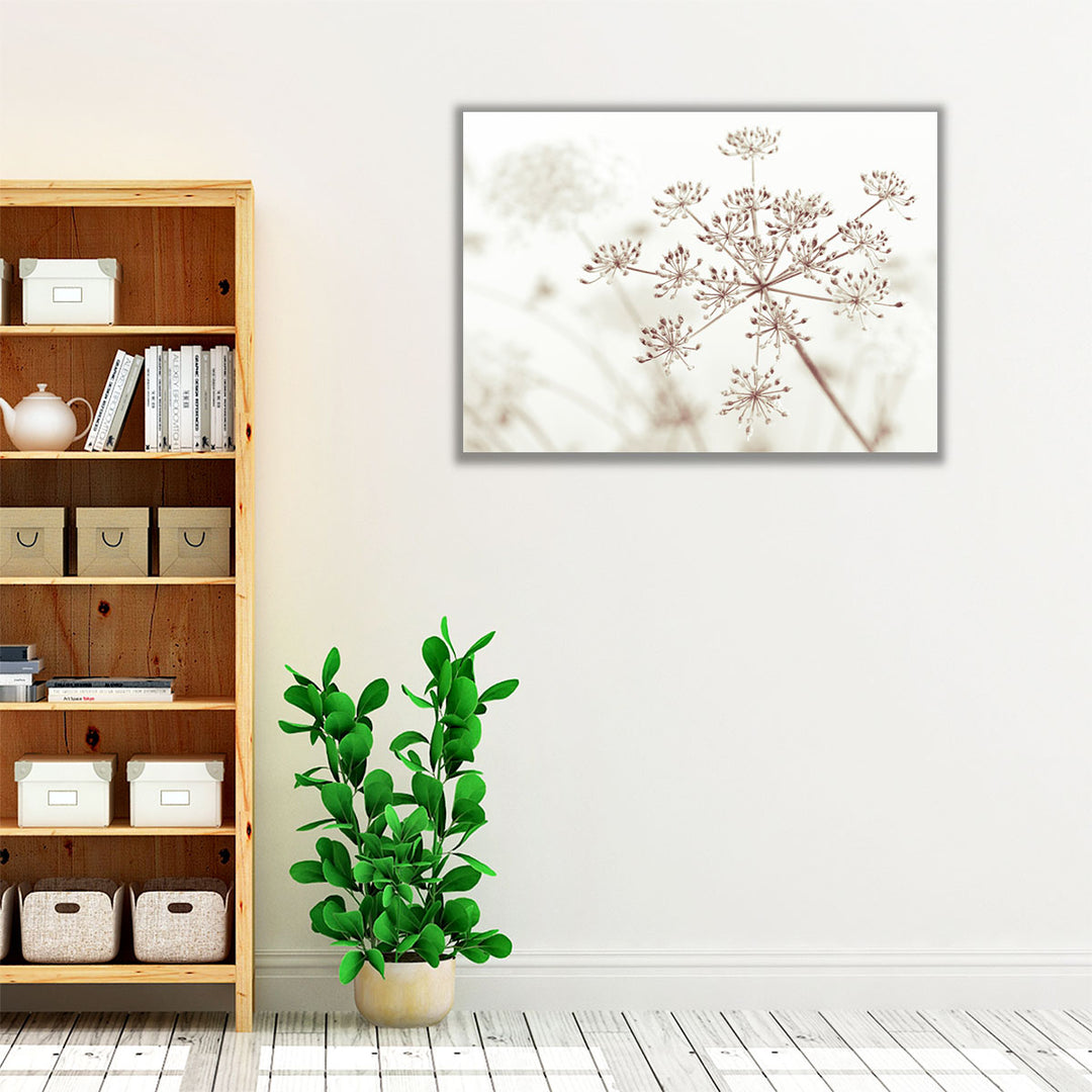 Cow Parsley Flowers 1 - Canvas Print Wall Art