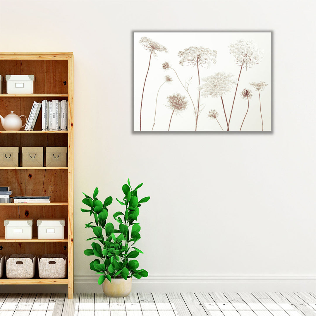 Cow Parsley Flowers On White - Canvas Print Wall Art