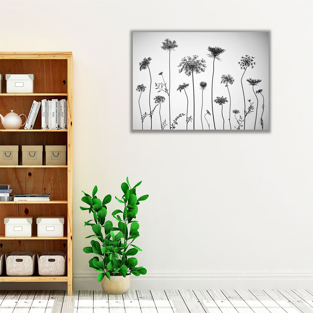 Cow Parsley - Canvas Print Wall Art