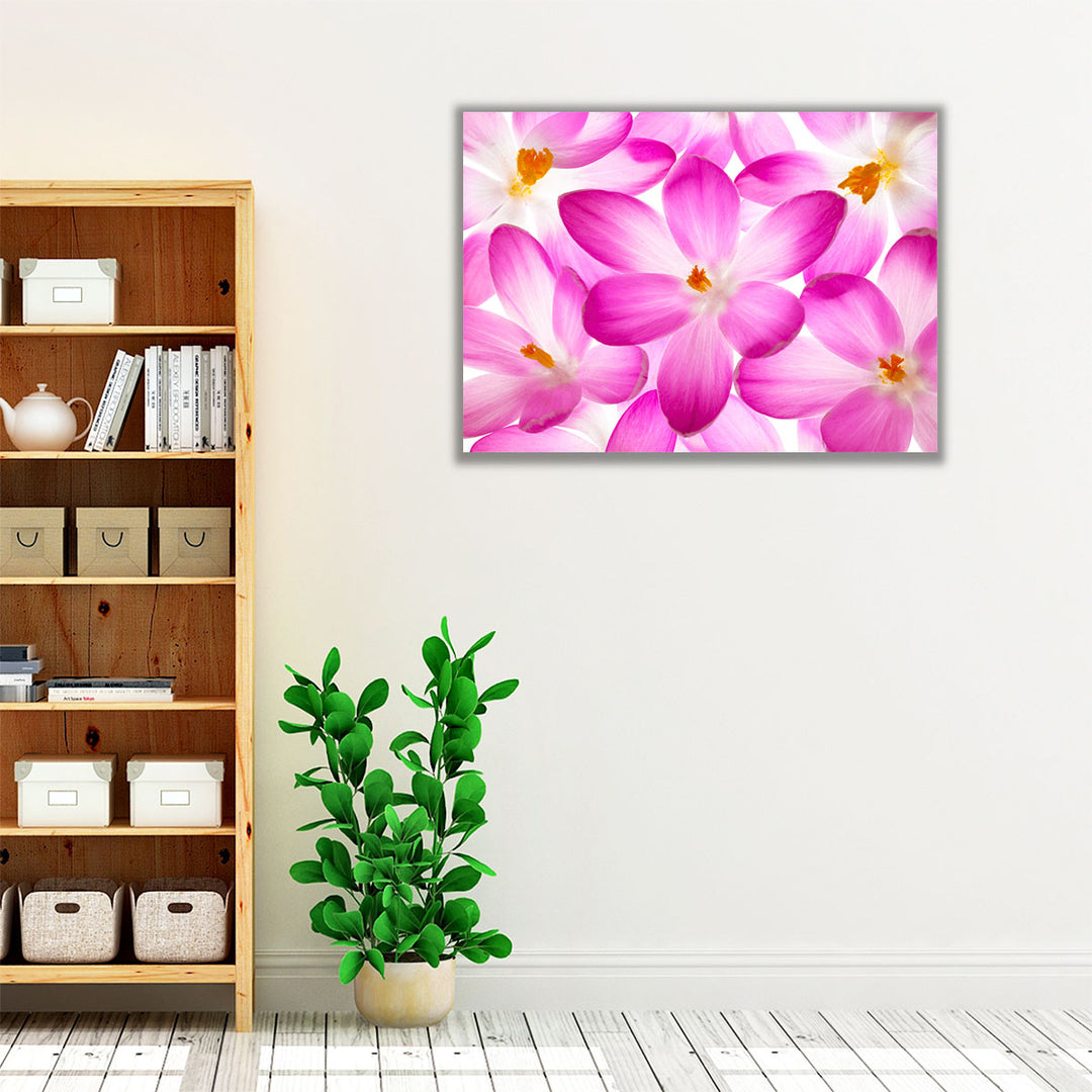 Crocus Flowers - Canvas Print Wall Art