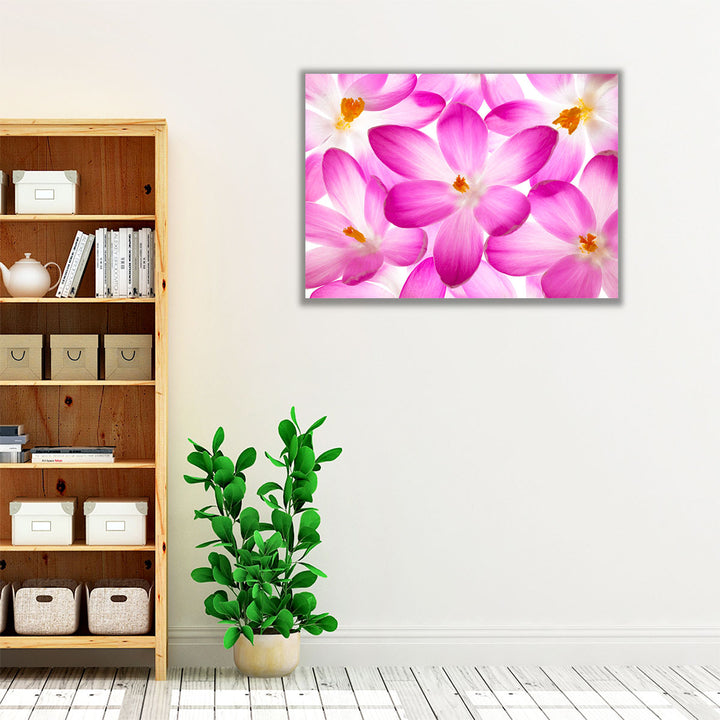 Crocus Flowers - Canvas Print Wall Art