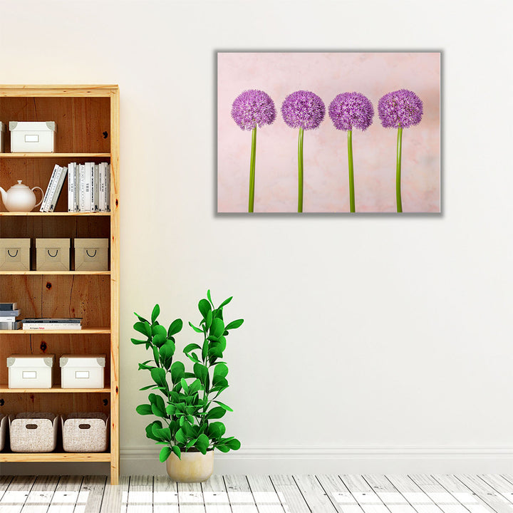 Allium Flowers in a Row - Canvas Print Wall Art